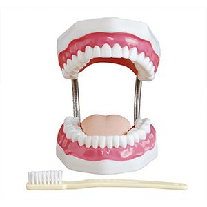 Dental Care Model (32 Teeth)